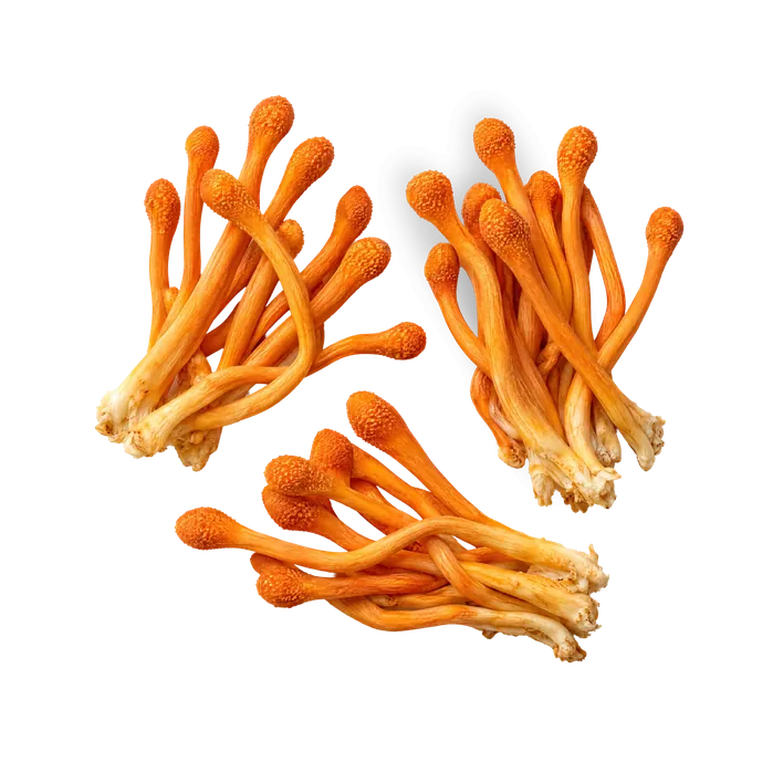 Des Cordyceps, champignons orange en forme de massue.